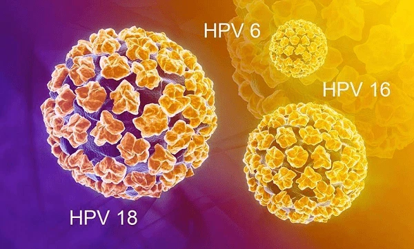 Chủng 16, 18 ảnh hưởng tới khả năng tự đào thải